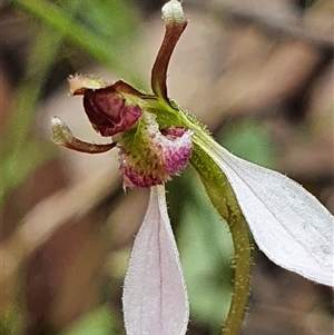 Eriochilus magenteus at Palerang, NSW - suppressed