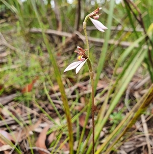 Eriochilus magenteus at Palerang, NSW - suppressed