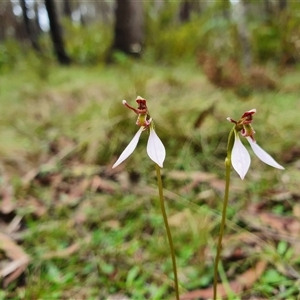 Eriochilus magenteus at Palerang, NSW - suppressed