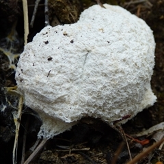 Fuligo septica at West Hobart, TAS - 11 Feb 2025 by VanessaC