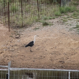 Ardea pacifica at Strathnairn, ACT - 9 Feb 2025 03:49 PM