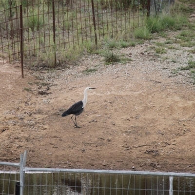 Ardea pacifica (White-necked Heron) at Strathnairn, ACT - 9 Feb 2025 by VanceLawrence