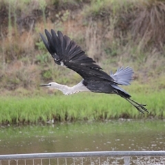 Ardea pacifica at Strathnairn, ACT - 9 Feb 2025 03:49 PM