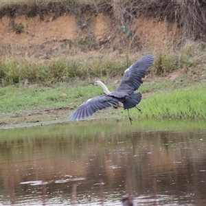 Ardea pacifica at Strathnairn, ACT - 9 Feb 2025 03:49 PM