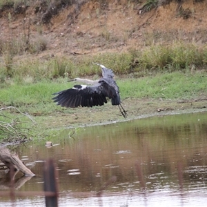 Ardea pacifica at Strathnairn, ACT - 9 Feb 2025 03:49 PM