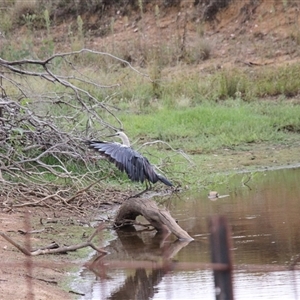 Ardea pacifica at Strathnairn, ACT - 9 Feb 2025 03:49 PM