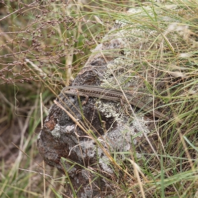 Ctenotus robustus (Robust Striped-skink) at Strathnairn, ACT - 9 Feb 2025 by VanceLawrence