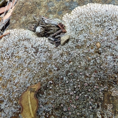 Unidentified Lichen at West Hobart, TAS - 11 Feb 2025 by VanessaC