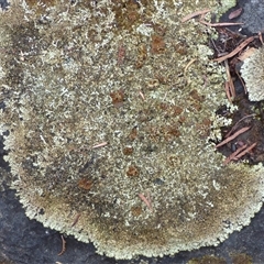 Unidentified Lichen at West Hobart, TAS - 11 Feb 2025 by VanessaC