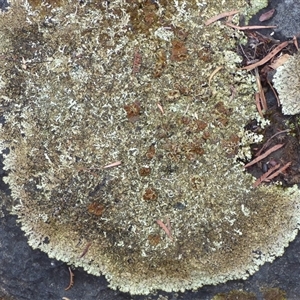 Unidentified Lichen at West Hobart, TAS - 11 Feb 2025 by VanessaC