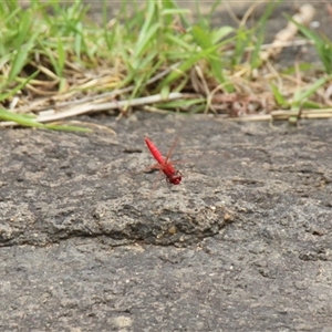 Diplacodes haematodes (Scarlet Percher) at Strathnairn, ACT - 9 Feb 2025 by VanceLawrence