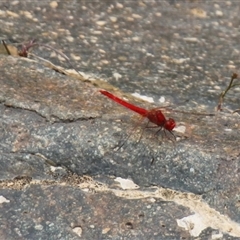 Diplacodes haematodes at Strathnairn, ACT - 9 Feb 2025 01:21 PM