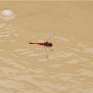 Diplacodes haematodes at Strathnairn, ACT - 9 Feb 2025 01:21 PM