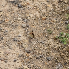 Junonia villida (Meadow Argus) at Strathnairn, ACT - 9 Feb 2025 by VanceLawrence