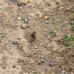 Junonia villida at Strathnairn, ACT - 9 Feb 2025 01:03 PM