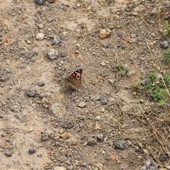 Junonia villida at Strathnairn, ACT - 9 Feb 2025 01:03 PM