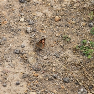 Junonia villida at Strathnairn, ACT - 9 Feb 2025 01:03 PM