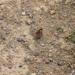 Junonia villida at Strathnairn, ACT - 9 Feb 2025 01:03 PM