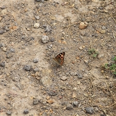 Junonia villida at Strathnairn, ACT - 9 Feb 2025 01:03 PM