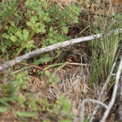 Ctenotus taeniolatus (Copper-tailed Skink) at Strathnairn, ACT - 9 Feb 2025 by VanceLawrence