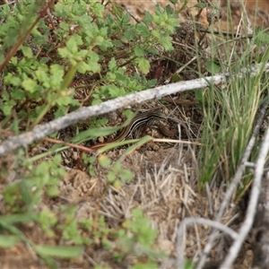 Ctenotus taeniolatus (Copper-tailed Skink) at Strathnairn, ACT - 9 Feb 2025 by VanceLawrence