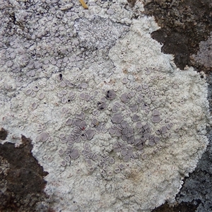 Unidentified Lichen at West Hobart, TAS - 11 Feb 2025 by VanessaC