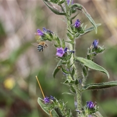 Amegilla (Zonamegilla) asserta (Blue Banded Bee) at Strathnairn, ACT - 9 Feb 2025 by VanceLawrence