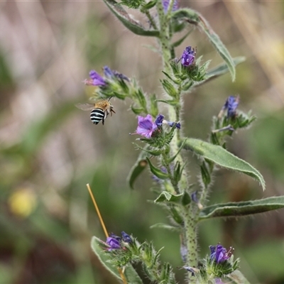 Amegilla (Zonamegilla) asserta (Blue Banded Bee) at Strathnairn, ACT - 9 Feb 2025 by VanceLawrence