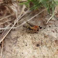 Phaulacridium vittatum (Wingless Grasshopper) at Strathnairn, ACT - 9 Feb 2025 by VanceLawrence