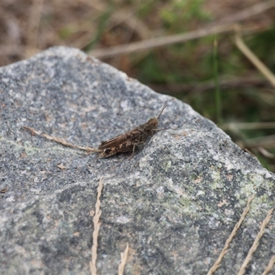 Austroicetes pusilla (Grasshopper, Locust) at Strathnairn, ACT - 9 Feb 2025 by VanceLawrence