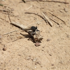 Bathypogon sp. (genus) (A robber fly) at Strathnairn, ACT - 9 Feb 2025 by VanceLawrence