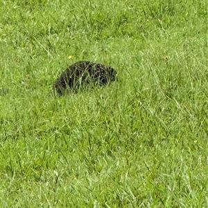 Tachyglossus aculeatus (Short-beaked Echidna) at Kangaroo Valley, NSW - 10 Feb 2025 by lbradley