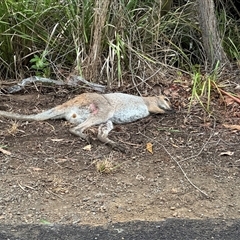 Notamacropus rufogriseus (Red-necked Wallaby) at Kangaroo Valley, NSW - 10 Feb 2025 by lbradley