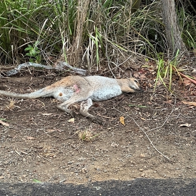 Notamacropus rufogriseus (Red-necked Wallaby) at Kangaroo Valley, NSW - 10 Feb 2025 by lbradley