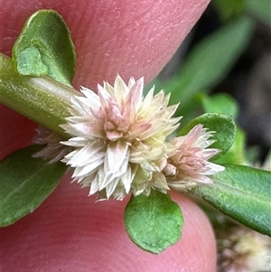 Alternanthera denticulata at Kangaroo Valley, NSW - suppressed