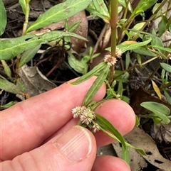 Alternanthera denticulata at Kangaroo Valley, NSW - suppressed