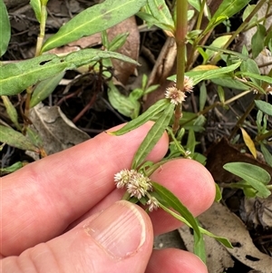 Alternanthera denticulata at Kangaroo Valley, NSW - suppressed