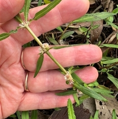 Alternanthera denticulata at Kangaroo Valley, NSW - suppressed