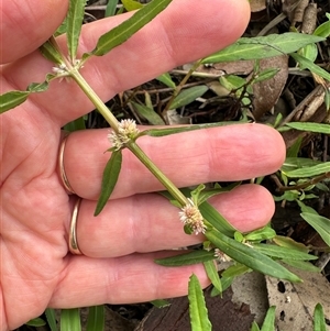 Alternanthera denticulata at Kangaroo Valley, NSW - suppressed