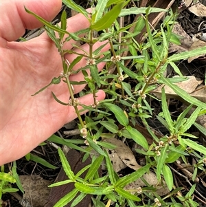 Alternanthera denticulata at Kangaroo Valley, NSW - suppressed