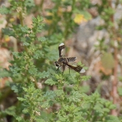 Comptosia quadripennis (a bee fly) at Strathnairn, ACT - 9 Feb 2025 by VanceLawrence