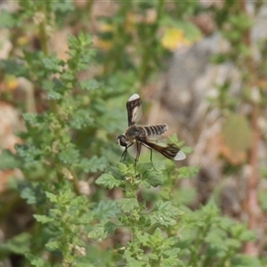 Comptosia quadripennis at Strathnairn, ACT - 9 Feb 2025 12:46 PM