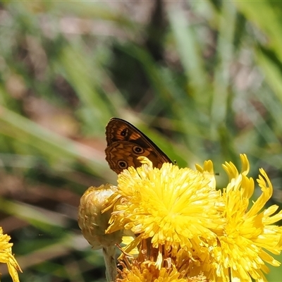 Oreixenica correae at Cotter River, ACT - 3 Feb 2025 by RAllen