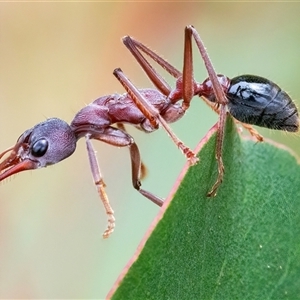 Myrmecia sp. (genus) (Bull ant or Jack Jumper) at Googong, NSW - 11 Feb 2025 by WHall