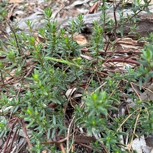 Pseudomantis albofimbriata at Lyneham, ACT - suppressed