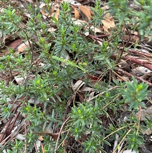 Pseudomantis albofimbriata at Lyneham, ACT - suppressed