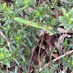 Pseudomantis albofimbriata at Lyneham, ACT - suppressed