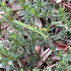 Pseudomantis albofimbriata at Lyneham, ACT - suppressed