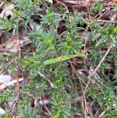 Pseudomantis albofimbriata at Lyneham, ACT - suppressed