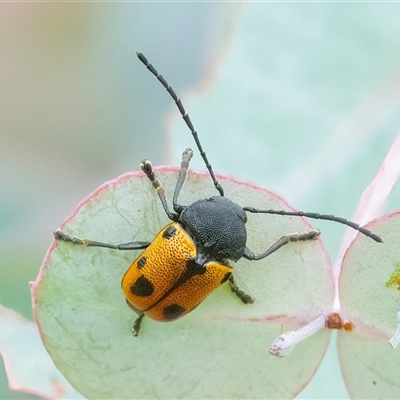 Cadmus (Cadmus) litigiosus (Leaf beetle) at Googong, NSW - Yesterday by WHall